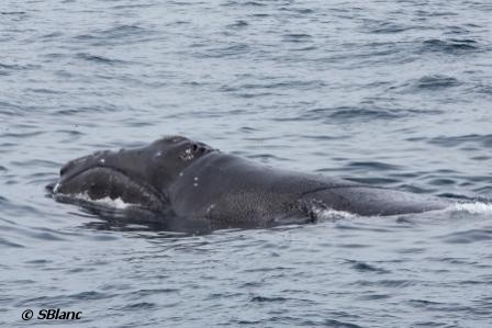 World's rarest whale sighted
